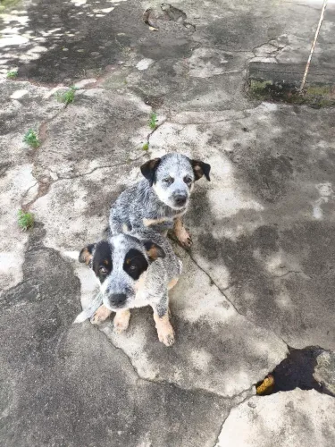 Vendo filhotes de Blue Heeler