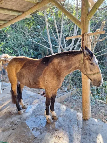 Cavalo crioulo