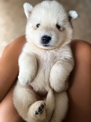 Husky siberiano 