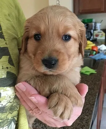 Golden retriever lindos filhotes