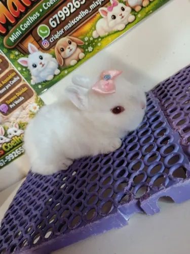Netherland Dwarf Variados Valores