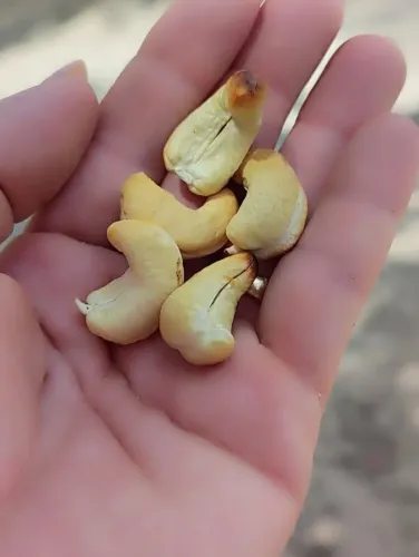 Castanha de Caju assada