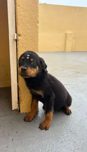 Rottweiler o presente que une amor e proteção 