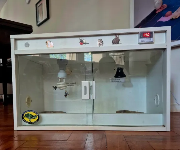 Terrário para filhote de jabuti piranga
