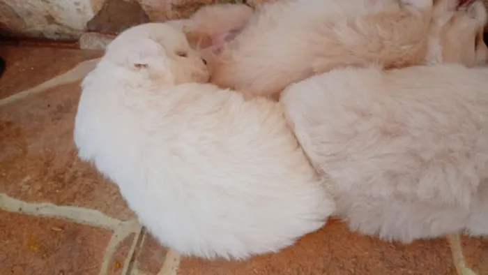 Vende-se lindos filhotes de Lulu da Pomerânia com Shitzu