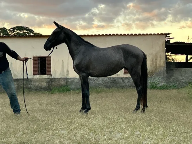 Vendo potra Mangalarga marchador 