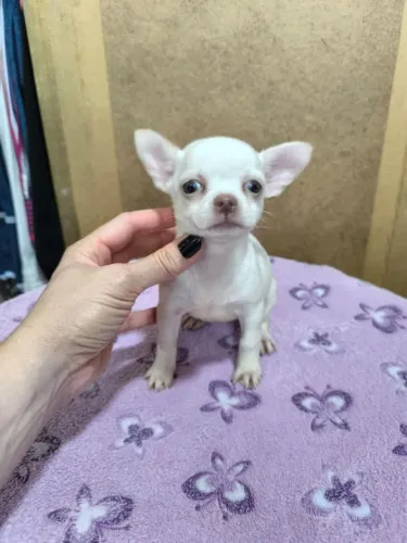 Chihuahua pelo curto e longo.Entre em contato