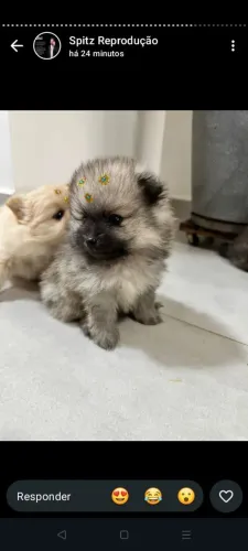SPITZ ALEMÃO ANAO