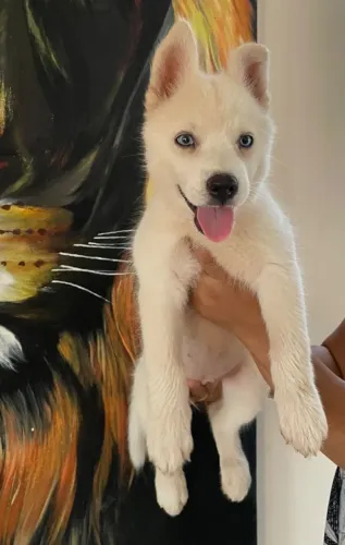 Filhote de Husky Siberiano
