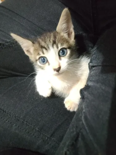 Doa se gatos