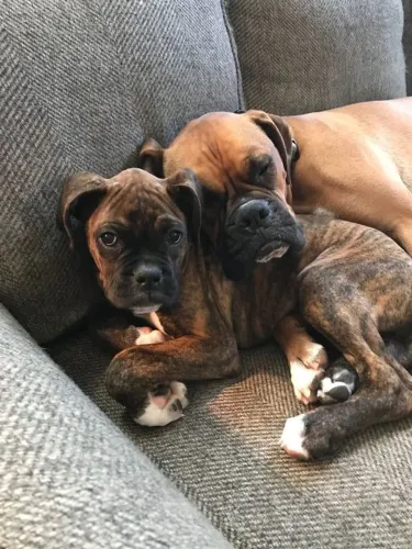 Boxer Presença que traz constância
