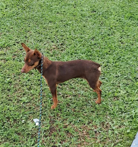Cachorro