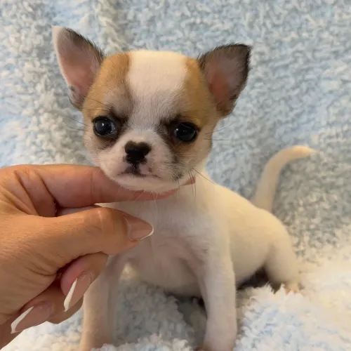 Chihuahua micríssimo. Menino pelinhos curto!!!