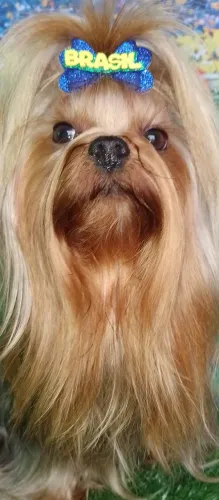 Yorkshire Terrier Macho atrás de namorada