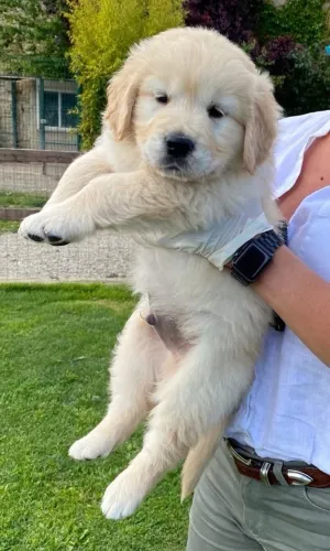 Doação de filhotes de Golden Retriever