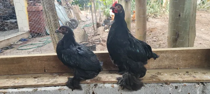 Casal de franguinhos mini cochin pretos