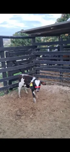 Mini bezerro.