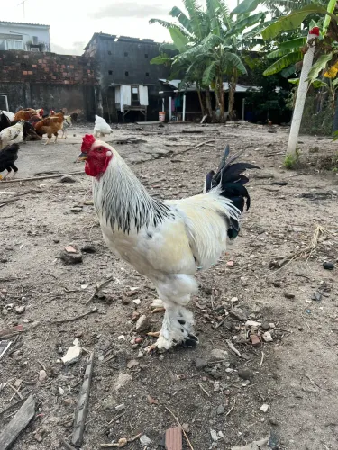 Galinha Brahma