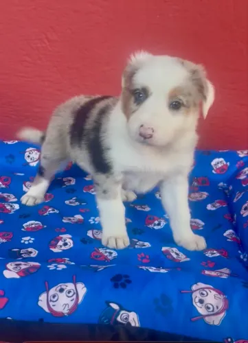 Border Fêmea maravilhosa com pedigree 