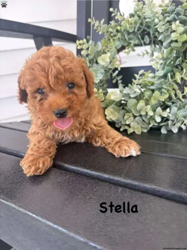 Poodle Toy Red | Receba seu filhote hoje 