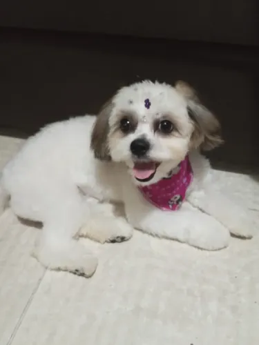 Vendo Shitzu Fêmea de 1 ano