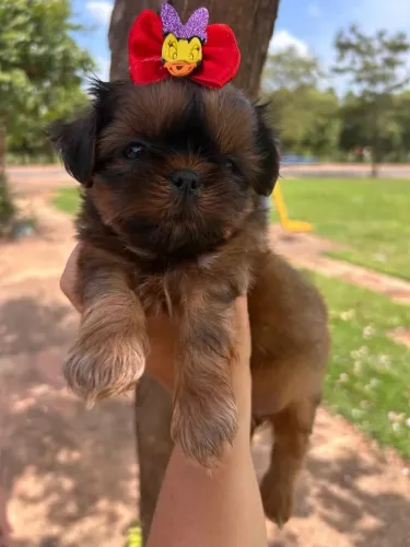 Shitzu Fêmea Mini.
