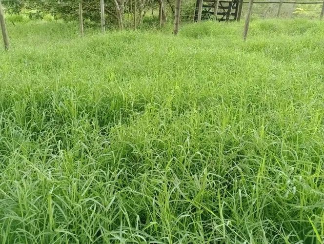 Aluga Manga Pasto