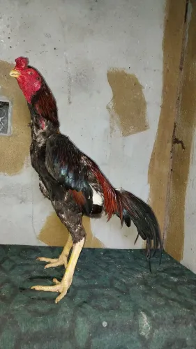Vendo galo
