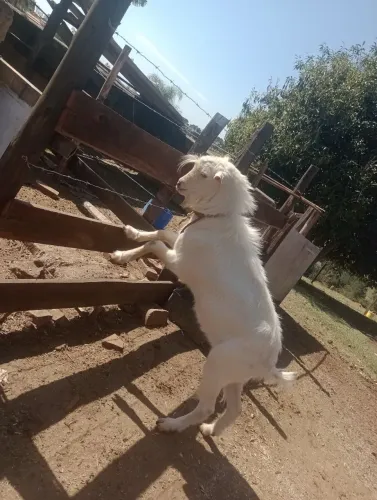 Bode branco
