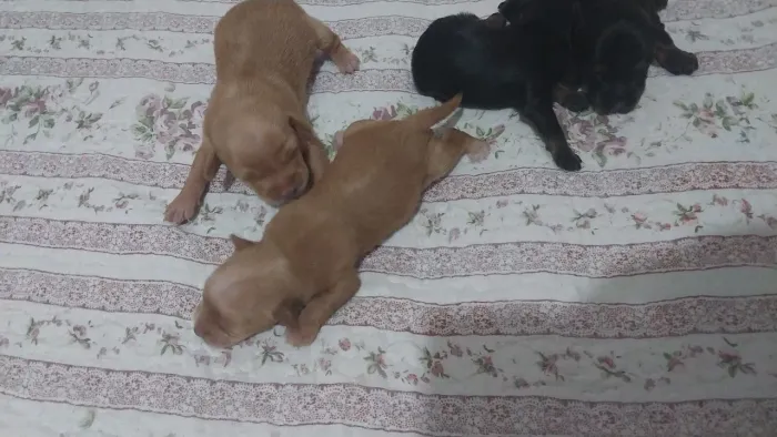 Filhote de pinscher micro