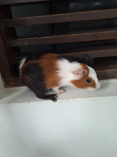 Porquinho da índia!