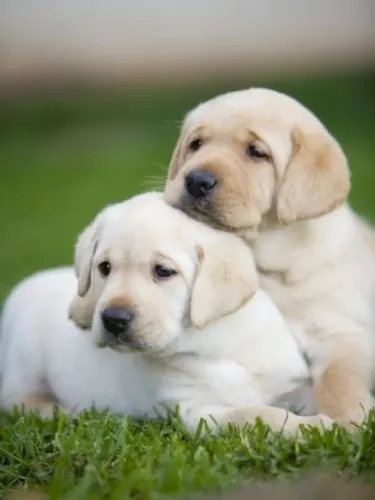 Labrador Sou especialista em conquistar famílias.