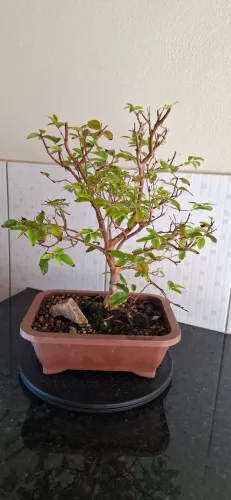 Bonsai Jabuticabeira 8 anos de idade