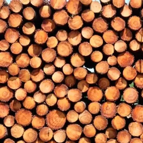 Pontaletes de eucaliptos