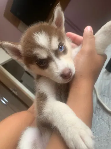vendo husky fêmea com heterocromia, 2 meses 