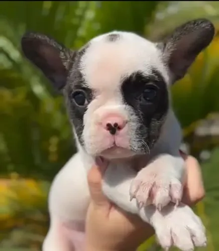 Bulldog frances com pedigree
