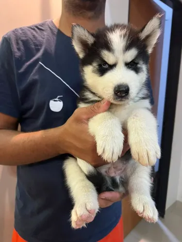 Filhote de hushy siberiano