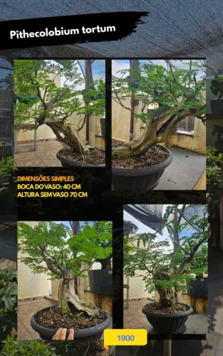 Pré-bonsai Pithecolobium Piteco Tortum