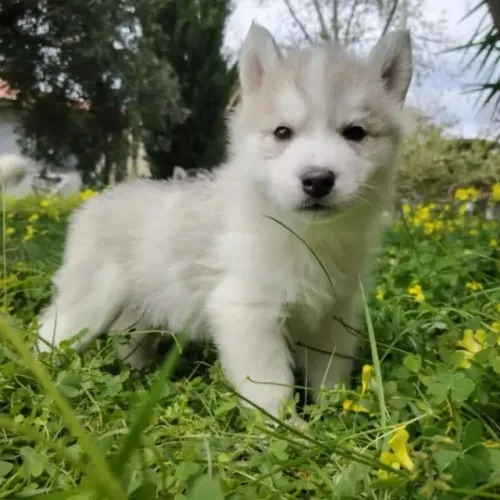 Filhotes de Husky Siberiano | Um amigo que inspira ternura.