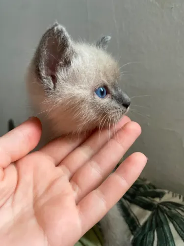 Gatinhos para doação 