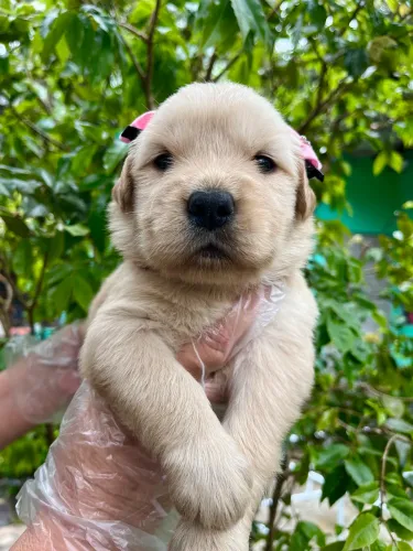 Golden Retriever Fêmea