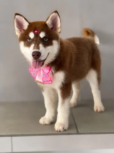 Husky
