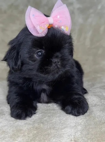 Shih tzu fêmea e macho micro vacinados 