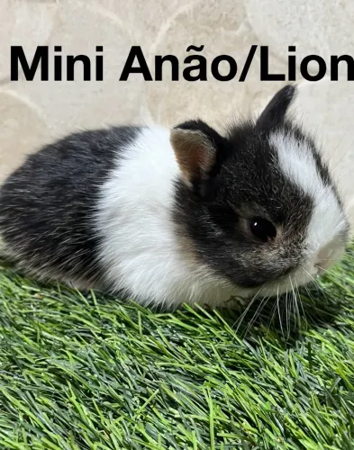 Mini coelhos