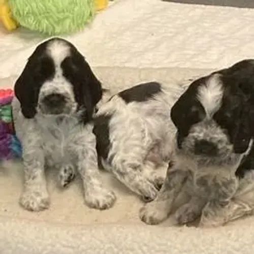 Cocker Spaniel,Cocker Spaniel Filhote Estrutura Perfeita Disponível