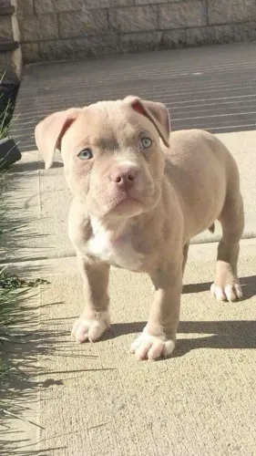 Filhote de pitbull para adoção