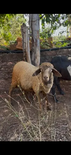 Carneiro macho castrado
