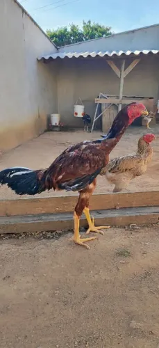 Índio Gigante 