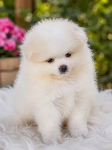 Spitz Alemão 