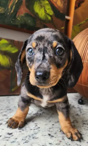 Temos Basset/Cofap a Pronta Entrega!!